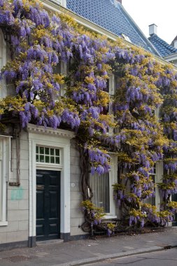 Wisteria flower on the front of a house clipart