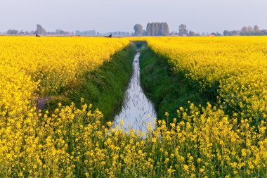 Field with yellow rapeseed flowers clipart