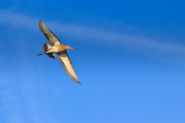 Godwit bird flying in the sky in close-up clipart