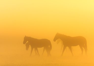 sabah sis atları ile