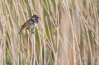 bluethroat kuş türü reed