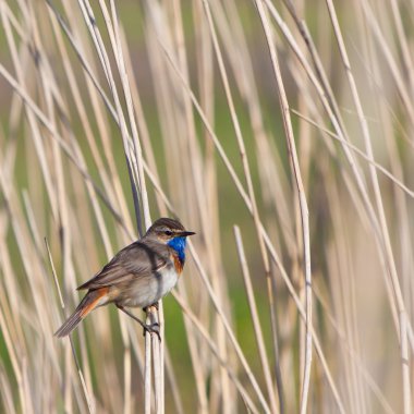 bluethroat kuş türü reed