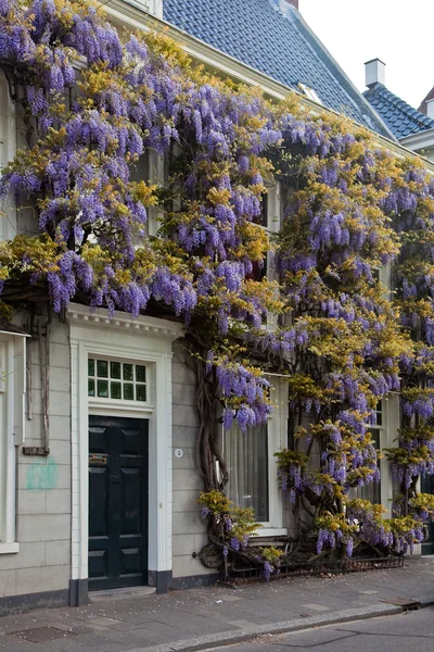 Blauweregen bloem op de voorkant van een huis — Stockfoto
