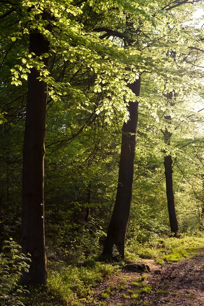 Árboles en un bosque con retroiluminación —  Fotos de Stock