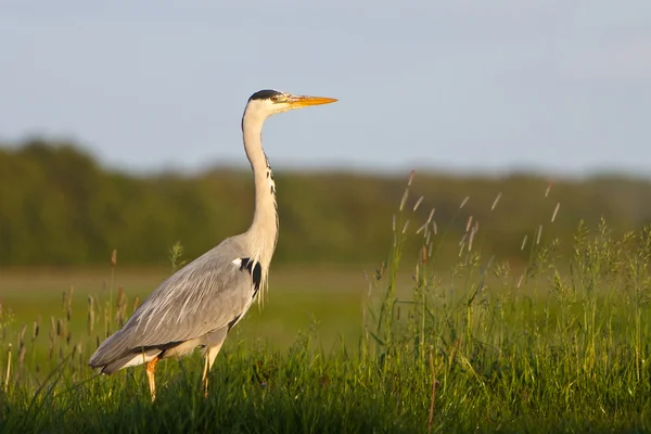 Gråhäger fågel stående i gräsmark — Stockfoto