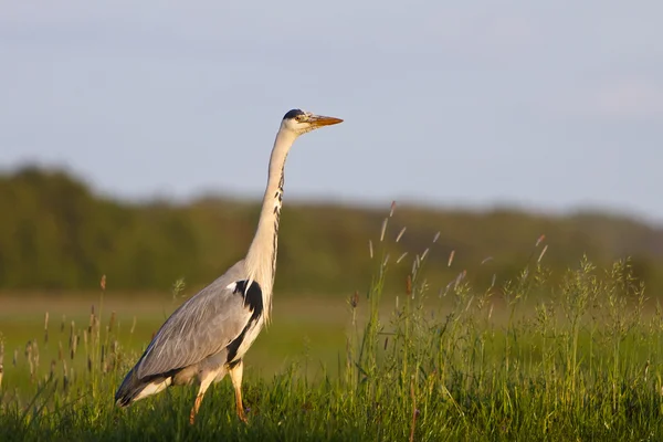 Grey heron bird standing in grassland — Stock Photo, Image