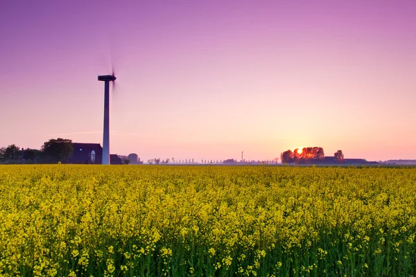 Field with yellow rapeseed flowers — Stock Photo, Image