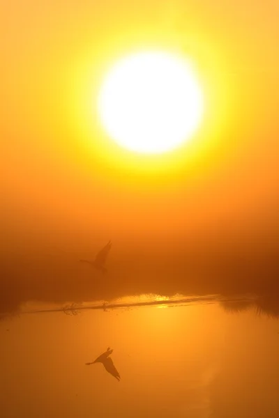 清晨的露珠在湖日出 — 图库照片