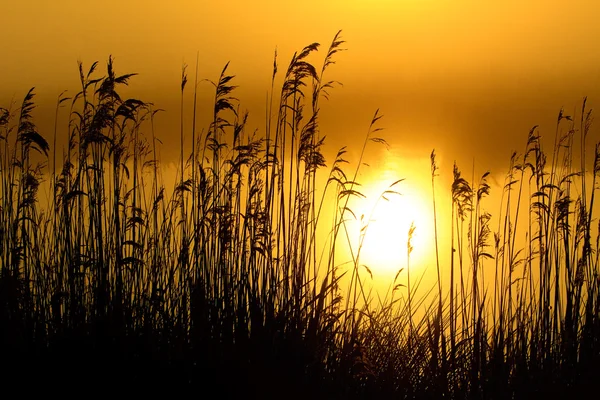 Sunrise with morning dew at a lake — Stock Photo, Image