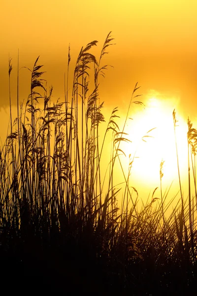 Alba con rugiada del mattino in un lago — Foto Stock