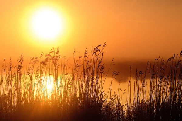 Východ slunce s ranní rosa na jezero — Stock fotografie