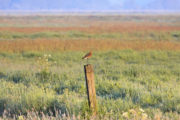 Pássaro-de-bruxa em pé num poste numa quinta — Fotografia de Stock