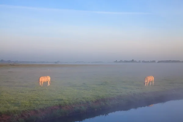 日出清晨的露珠与奶牛 — 图库照片