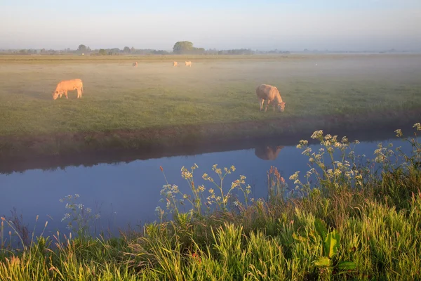 Lever de soleil avec rosée matinale et vaches — Photo