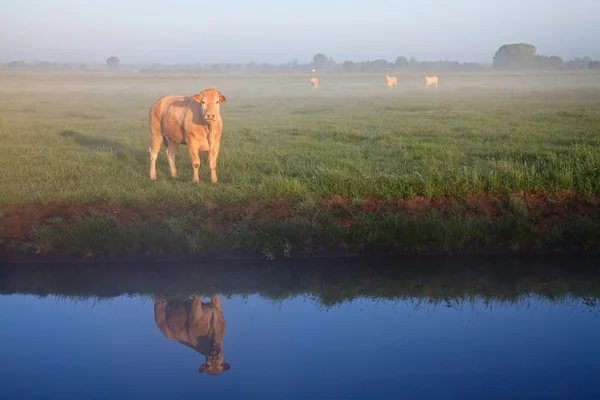 Sunrise with morning dew and cows — Stock Photo, Image