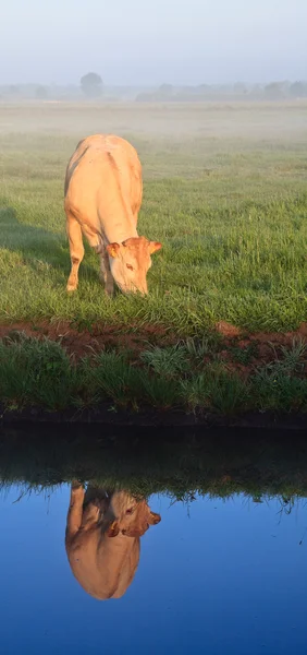 Nascer do sol com orvalho da manhã e vaca com reflexão na água — Fotografia de Stock