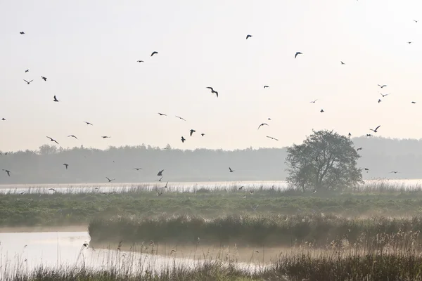 's ochtends landschap met veel vogels — Stockfoto