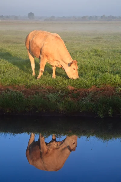 Salida del sol con rocío matutino y vaca con reflejos en el agua —  Fotos de Stock