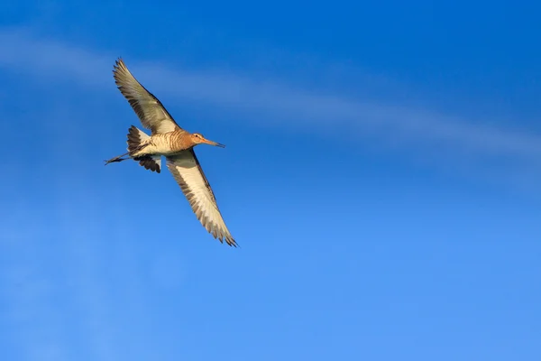 stock image Godwit bird flying in the sky in close-up