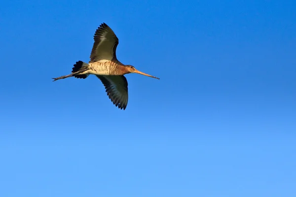 Godwit bird flying in the sky in close-up — Stock Photo, Image