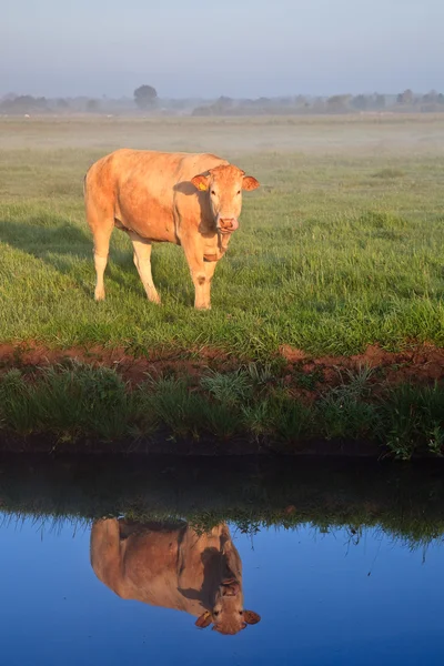Nascer do sol com orvalho da manhã e vaca com reflexão na água — Fotografia de Stock