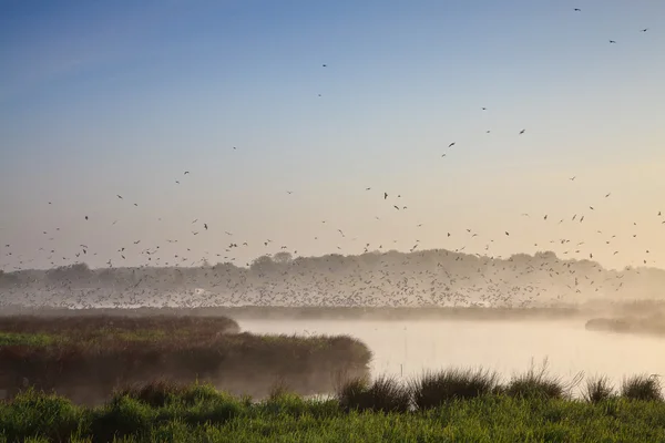 Morgige Landschaft mit vielen Vögeln — Stockfoto