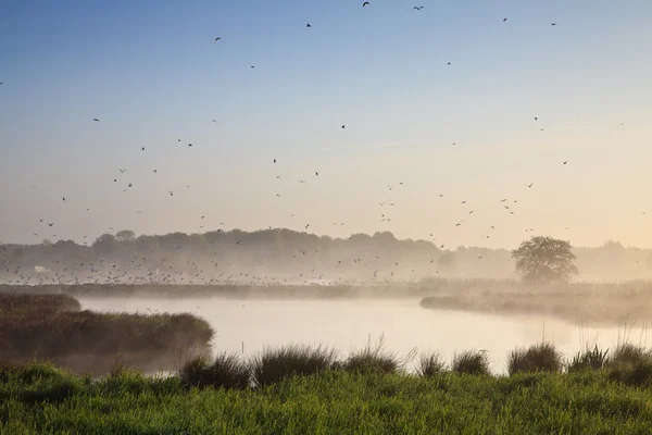 多くの鳥のと朝の風景 — ストック写真