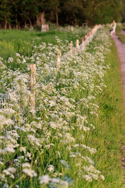Weed flowers in the verge of a road — Stock Photo, Image