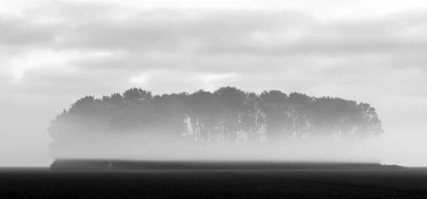 朝の霧の森 — ストック写真