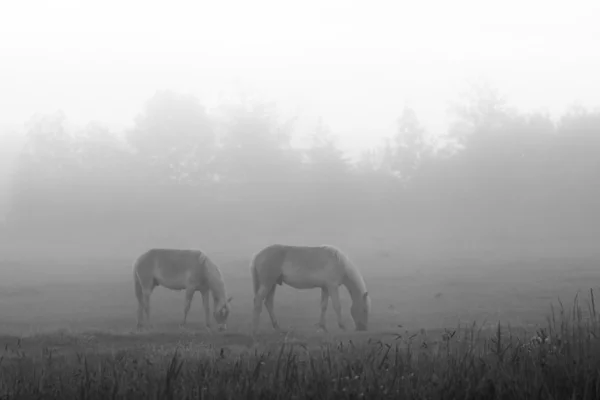 Paar Pferd im Morgennebel — Stockfoto