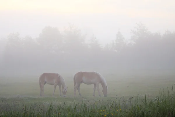 Couple of horse in morning mist — Stock Photo, Image