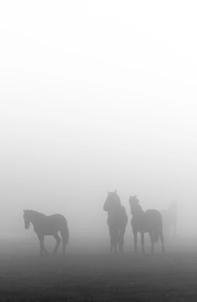 Morning mist with horses — Stock Photo, Image