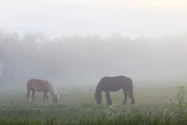 Пара коней в ранковому тумані — стокове фото