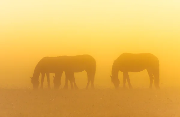 Morning mist with horses — Stock Photo, Image