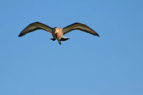 Aves Godwit de cola negra volando — Foto de Stock