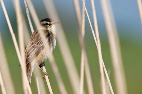 Pipit bird in the reed — Stock Photo, Image