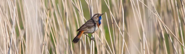 Kékbegy madár nádasban — Stock Fotó