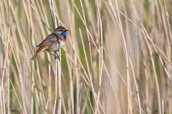 Pájaro de garganta azul en la caña — Foto de Stock