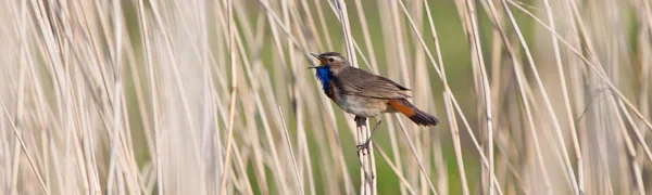 Bluethroat bird in the reed — Stock Photo, Image