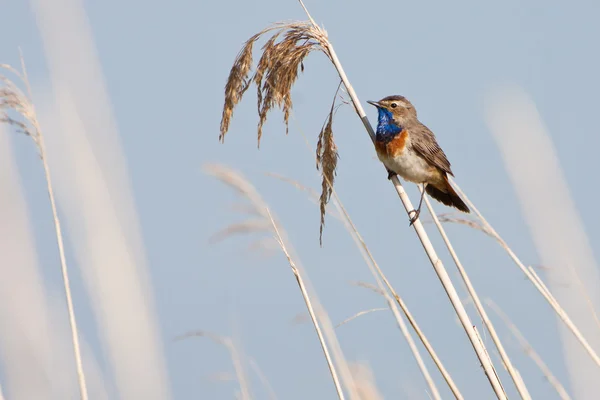 Slavík modráček pták v rákosu — Stock fotografie