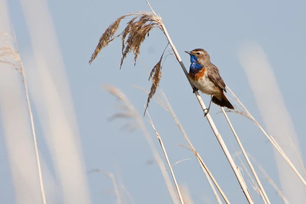 Slavík modráček pták v rákosu — Stock fotografie
