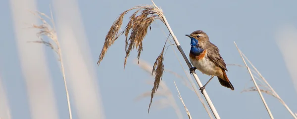 Bluethroat pássaro na cana — Fotografia de Stock