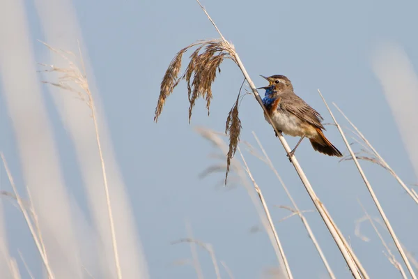 葦でオガワコマドリ鳥 — ストック写真