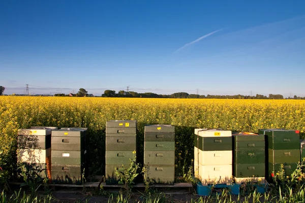 stock image Field with yellow rapeseed flowers