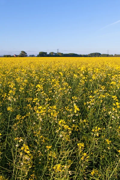 Field with yellow rapeseed flowers — Stock Photo, Image