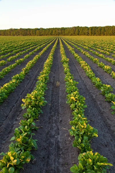 시골 감자 밭과 나무 — 스톡 사진