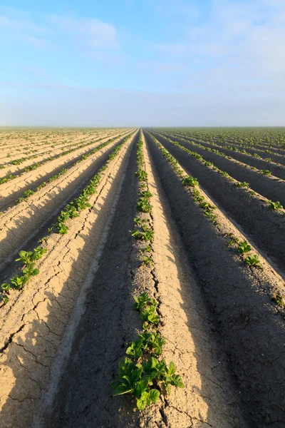 재배 감자 밭 — 스톡 사진