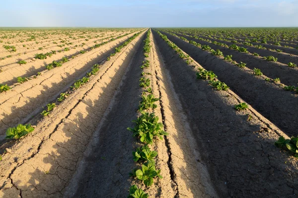 Cultivated potato field — Stock Photo, Image