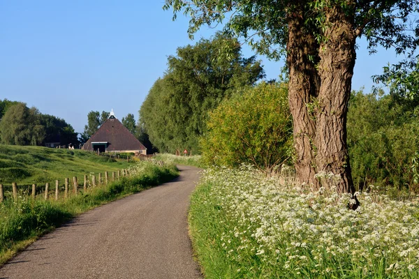 Countryside road and verge — Stock Photo, Image