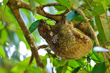 Flying lemur hanging in a tree clipart